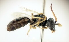 Halictus smaragdulus