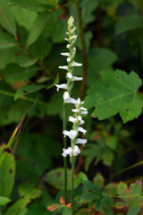 Spiranthes cernua