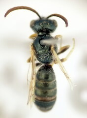 Halictus smaragdulus