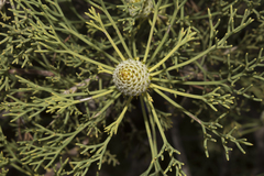 Petrophile fastigiata