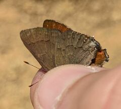Satyrium saepium