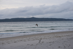 Larus dominicanus dominicanus