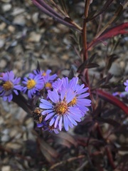 Symphyotrichum chilense