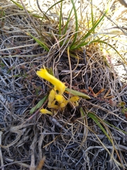 Aphyllon franciscanum