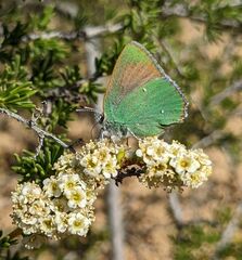 Callophrys dumetorum