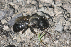Megachilidae