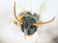 Halictus smaragdulus