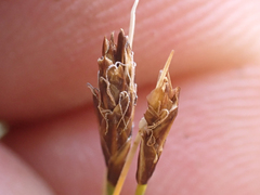 Carex nardina