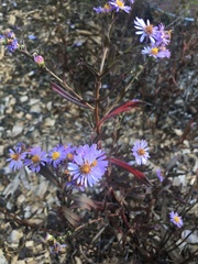 Symphyotrichum chilense