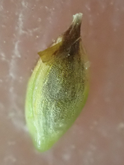 Carex nardina