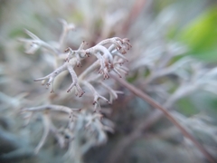 Cladonia rangiferina