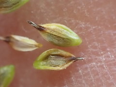 Carex nardina