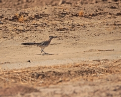 Geococcyx californianus