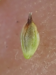 Carex nardina