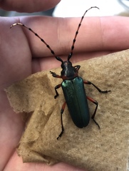 Stenaspis verticalis verticalis