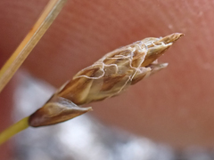 Carex nardina