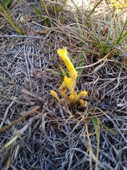 Aphyllon franciscanum