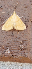 Helvibotys helvialis