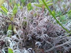 Cladonia rangiferina