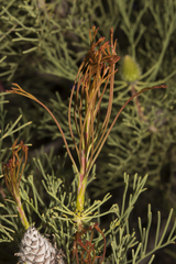 Petrophile fastigiata