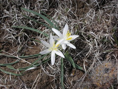 Leucocrinum montanum