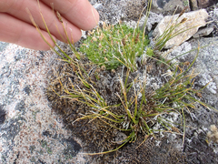 Carex nardina