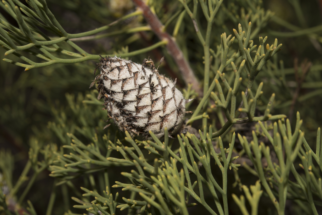 Petrophile fastigiata