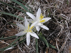 Leucocrinum montanum