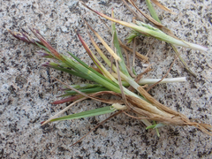 Poa pattersonii