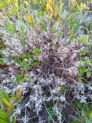 Cladonia rangiferina