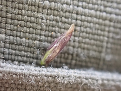 Poa pattersonii
