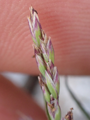 Poa pattersonii