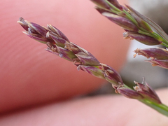 Poa pattersonii