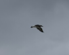 Larus dominicanus dominicanus