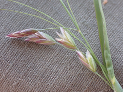 Poa paucispicula