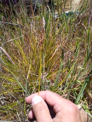 Carex subbracteata