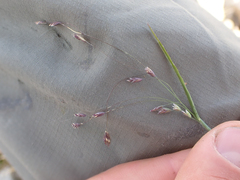 Poa paucispicula