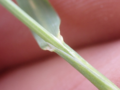 Poa paucispicula
