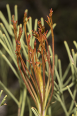 Petrophile fastigiata