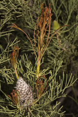 Petrophile fastigiata