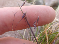 Poa paucispicula