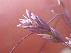 Poa paucispicula