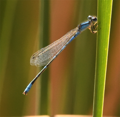 Enallagma praevarum