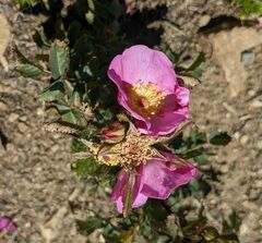 Rosa spithamea