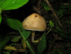 Psilocybe caerulescens