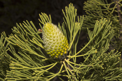 Petrophile fastigiata