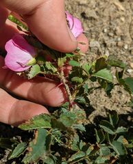 Rosa spithamea