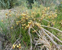 Diuris corymbosa