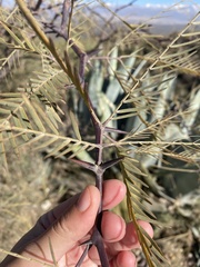 Prosopis flexuosa