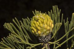 Petrophile fastigiata